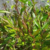 Ayapana vue d'ensemble Ayapana vue d'ensemble