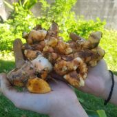 Rhizomes de curcuma Rhizomes de curcuma