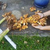 Lavage du curcuma Lavage du curcuma