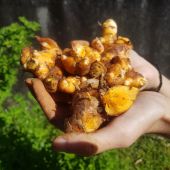 Rhizomes de curcuma Rhizomes de curcuma