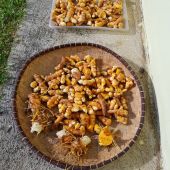 Séchage du curcuma Séchage du curcuma