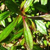 Ayapana : zoom Ayapana : zoom