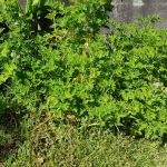 Géranium : vue d'ensemble Géranium : vue d'ensemble