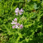 Géranium en fleur Géranium en fleur
