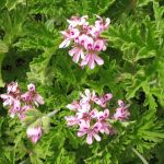 Géranium : zoom Géranium : zoom