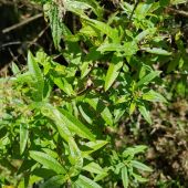 Verveine citronnelle Verveine citronnelle