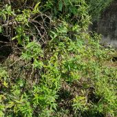 Verveine citronnelle : vue d'ensemble Verveine citronnelle : vue d'ensemble