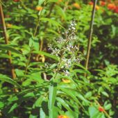 Verveine citronnelle en fleur Verveine citronnelle en fleur