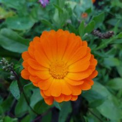 Calendula