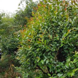 Change écorce ou encore appelé goyave marron