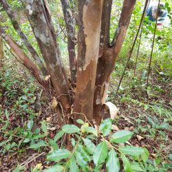 Tronc du change écorce