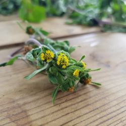 Les vertus de nos plantes médicinales (Formation septembre 2020)