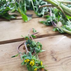 Les vertus de nos plantes médicinales (Formation septembre 2020)