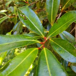 Bois de Pêche Marron (Formation septembre 2020)