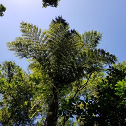 Fanjan (Formation septembre 2020)