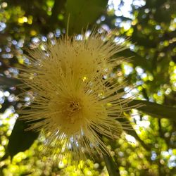 Fleur de Jamrosat (Formation septembre 2020)