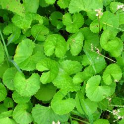 Centella asiatica